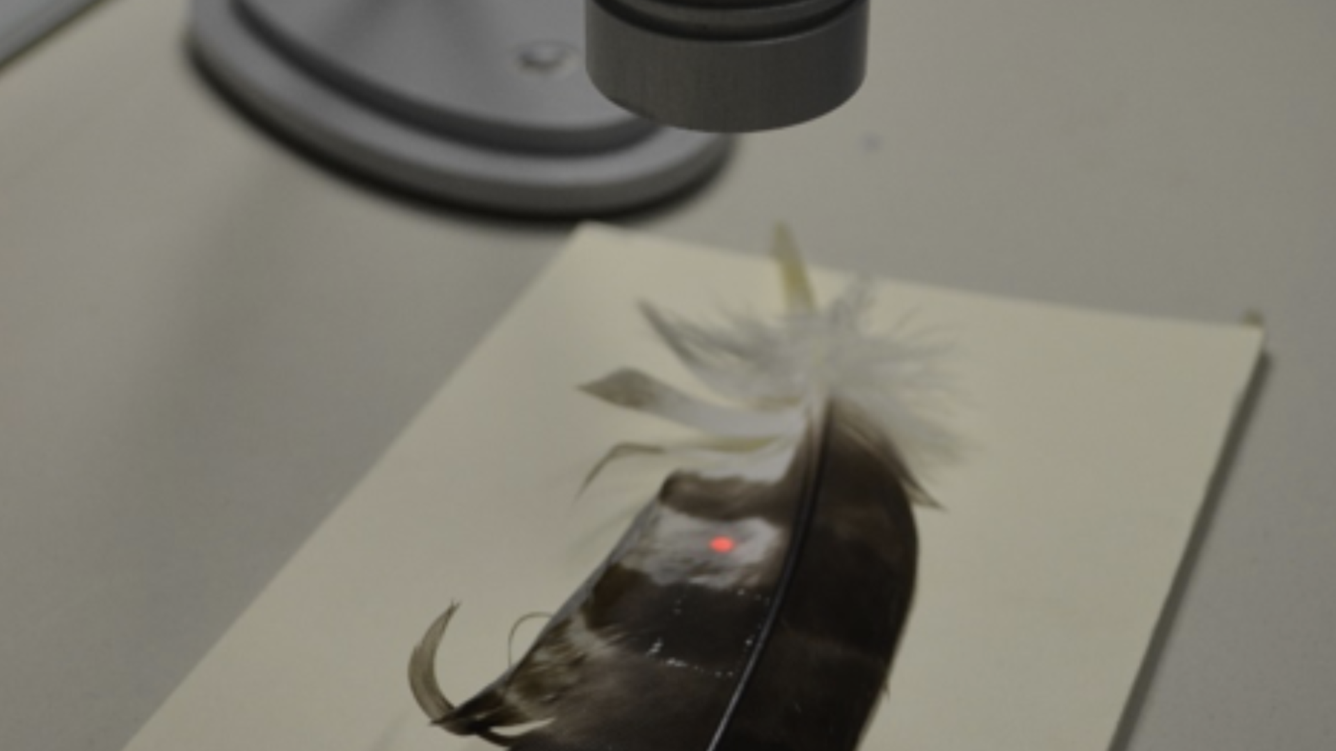 Experimental phase of laser cleaning on a sample feather