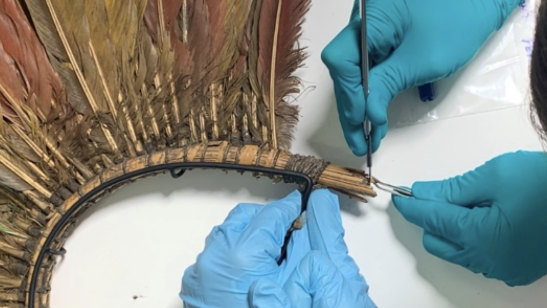 Sampling for plant fiber identification