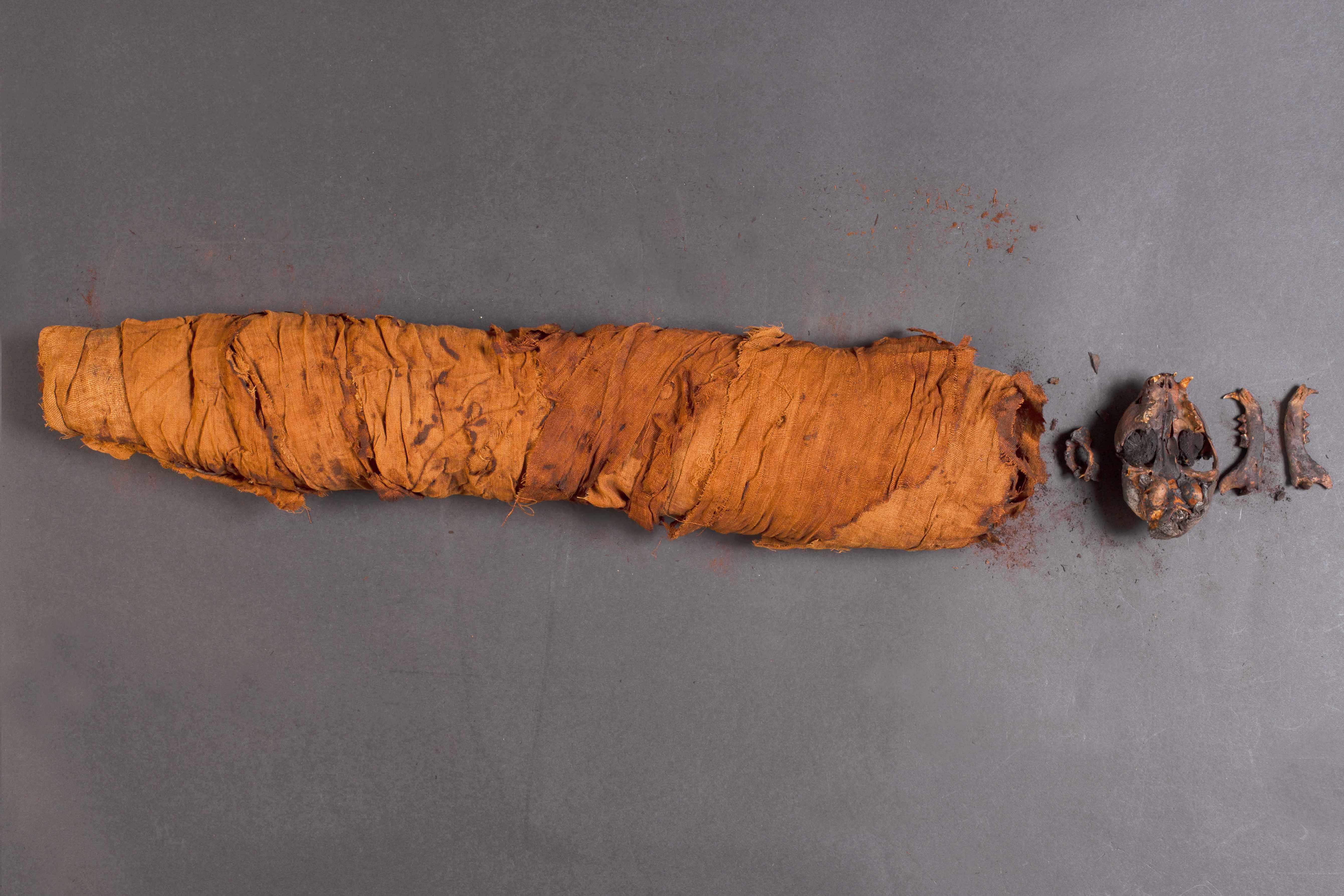 Cat Mummy - Before Restoration