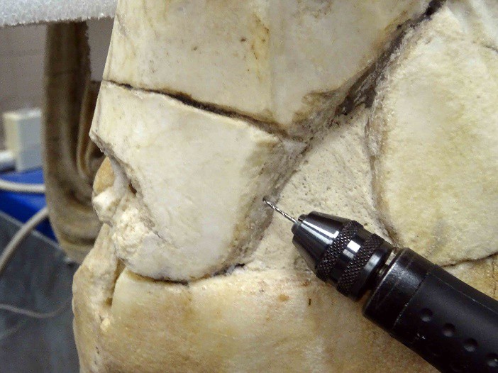 Statue of Flora - Detail During Restoration