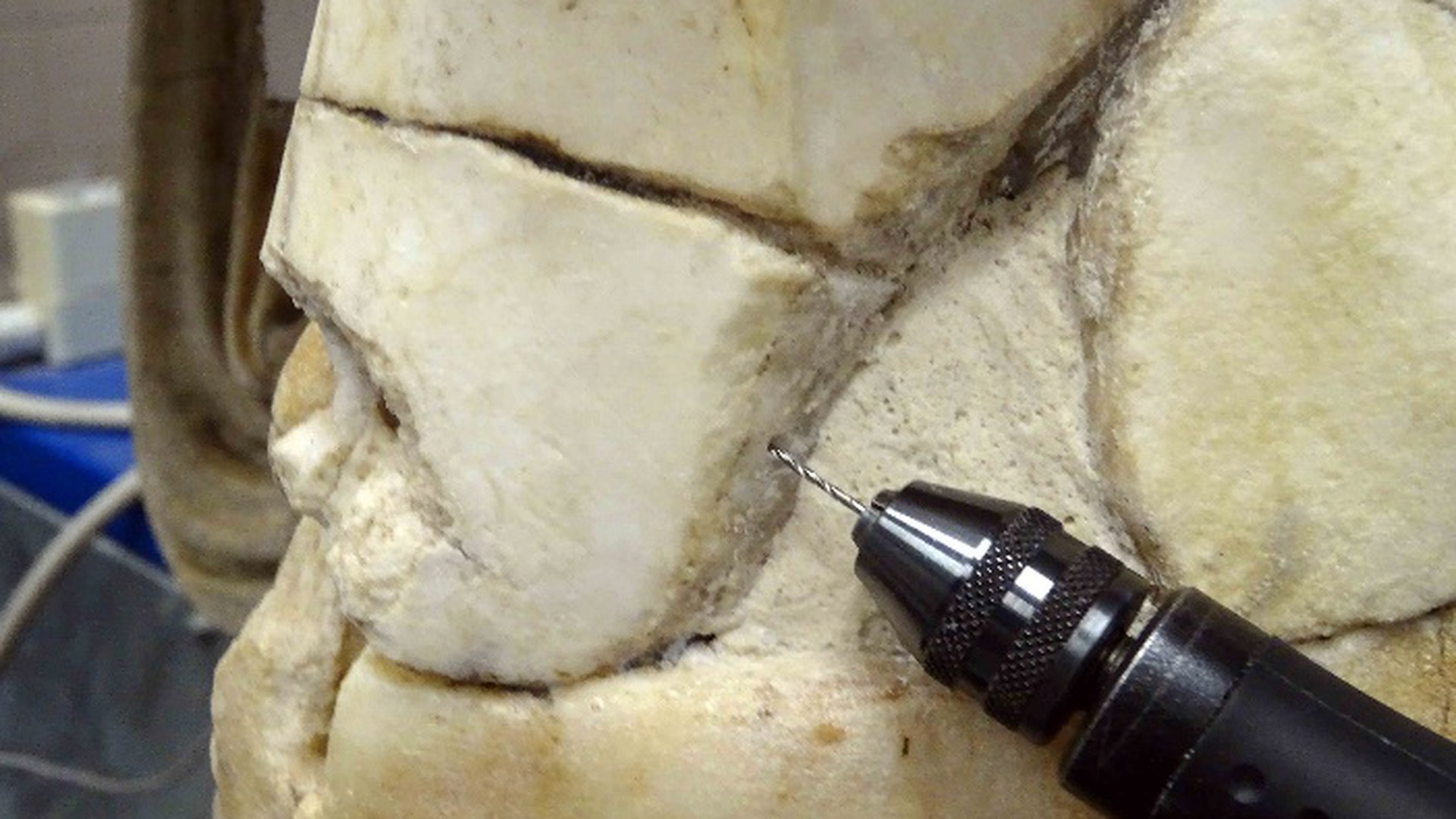 Statue of Flora - Detail During Restoration